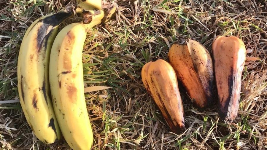 Banana (à esquerda) e ensete (à direita) - RBG Kew