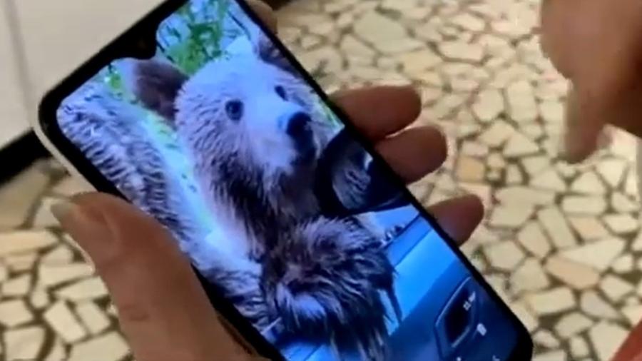 Amiga de turista britânica ferida mostrou foto que ela tirou do urso antes do animal morder a mulher