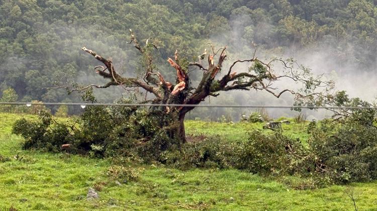 Árvore destruída após ser atingida por tornado na cidade de Erval Grande (RS) Árvore destruída após ser atingida por tornado na cidade de Erval Grande (RS)