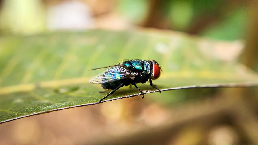 Mosca-da-bicheira (Cochliomyia hominivorax) Mosca-da-bicheira (Cochliomyia hominivorax)