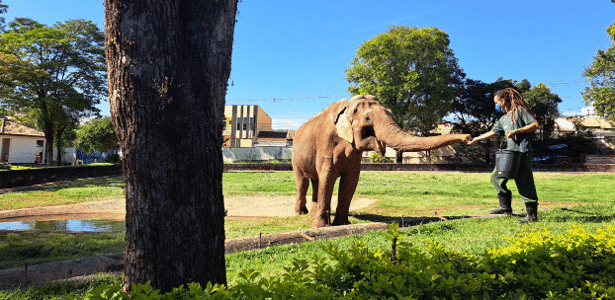 Justiça determina transferência de elefante 'Sandro' para santuário em MT