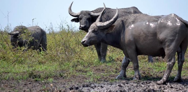 Rebanho de búfalos selvagens da região do Vale do Guaporé, em Rondônia - Sedam/Divulgação