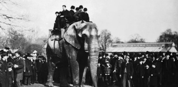 Jumbo passeia com visitantes do zoológico de Londres; peso provocou lesões nos quadris e joelhos do elefante - Wiki Commons