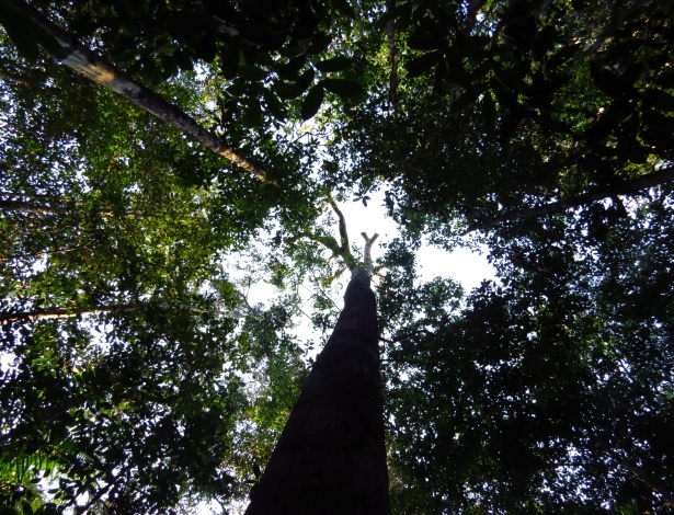 Árvore morta na floresta amazônica, em foto de 2015 - Adriane Esquivel Muelbert/University of Leeds