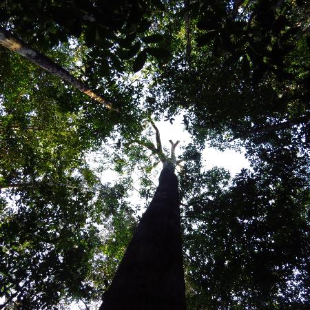 Floresta na Amazônia, fiscalizada pelo ICMBio - Adriane Esquivel Muelbert/University of Leeds