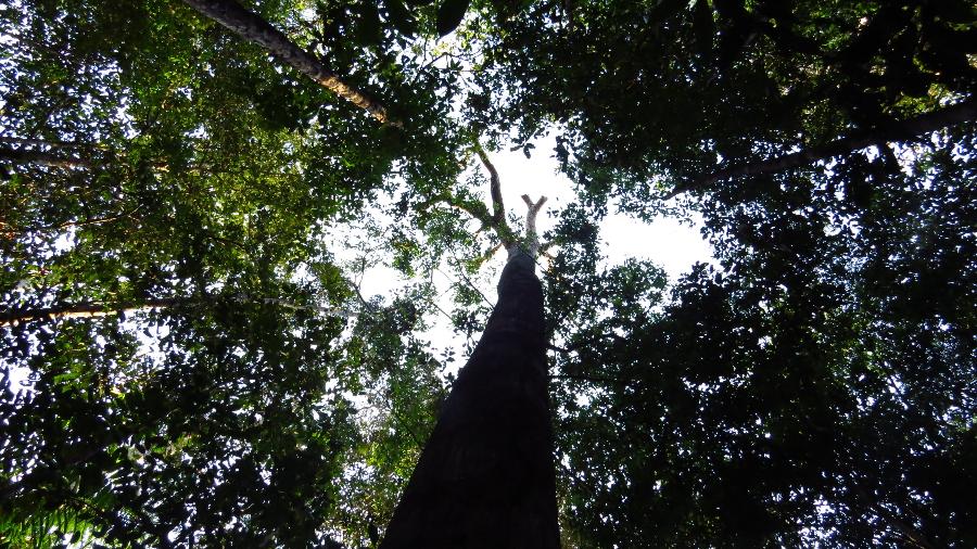 Membro do alto escalão do governo não concorda com "essa história de que o Brasil tem de poupar todas as suas florestas" - Adriane Esquivel Muelbert/University of Leeds