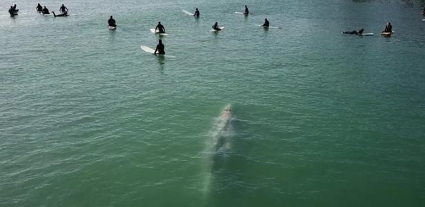 Drone flagrou | Baleia nada entre surfistas em vídeo impressionante