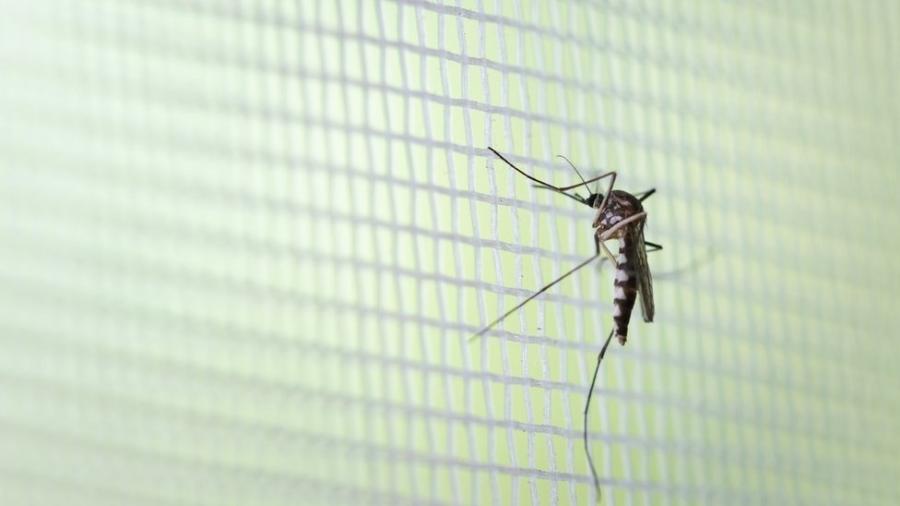 Em 2020, novo ciclo de circulação do sorotipo 2 do vírus no ´país possivelmente puxará para o alto casos de dengue, doença transmitida pelo mosquito Aedes aegypti - Getty Images