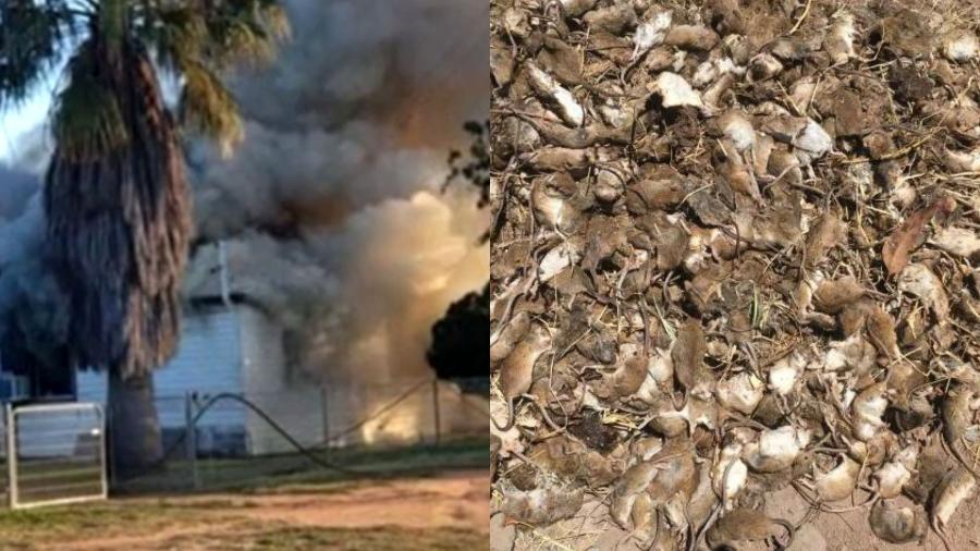 Família australiana tinha infestação de ratos em casa; os roedores ocasionaram um incêndio - Reprodução/Today/Facebook/NSW Farmers