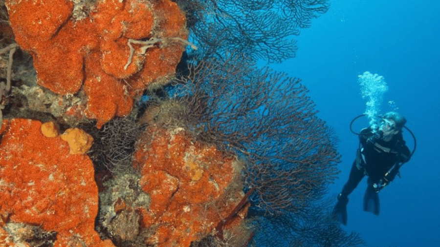 ONG transplantou corais para repovoar o recife em Belize - Getty Images