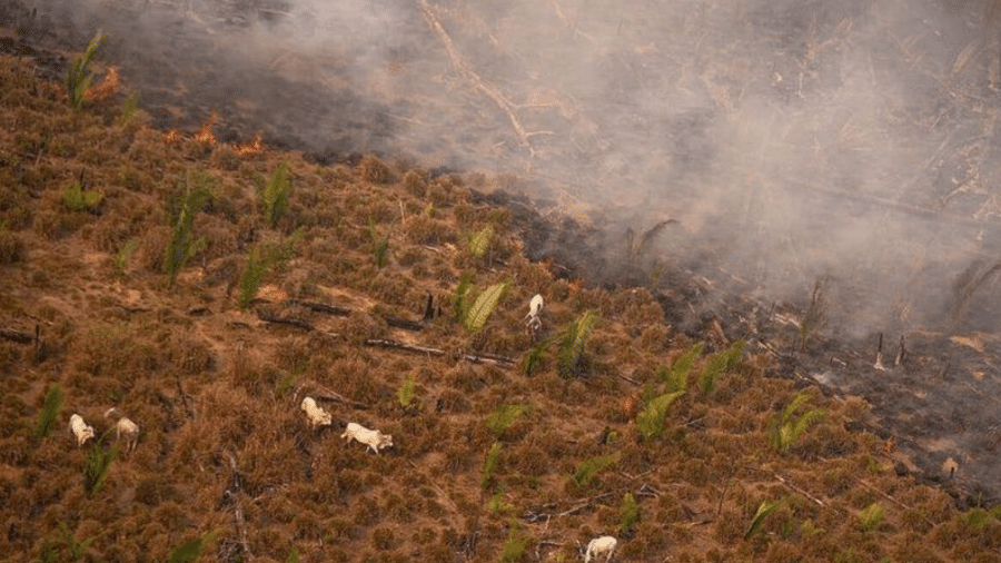 Sobrevoo do Greenpeace em fazenda na Amazônia em 2020 mostra gado sendo colocado em área recém queimada - Christian Braga/Greenpeace