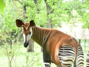 Divulgação/Oklahoma City Zoo and Botanical Garden