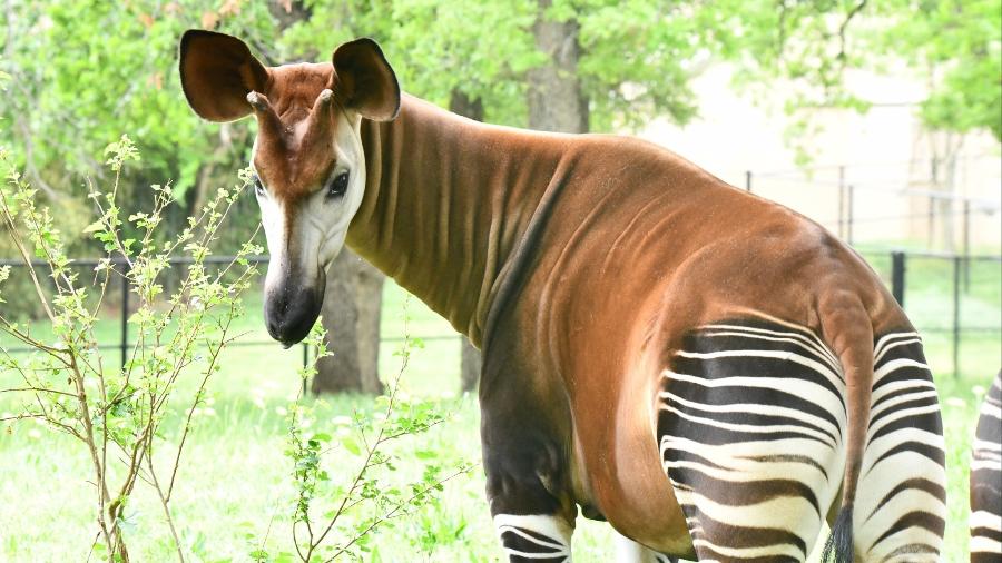 Kayin, que nasceu no Zoológico de Oklahoma, engravidou e dará à luz um filhote em poucos meses - Divulgação/Oklahoma City Zoo and Botanical Garden