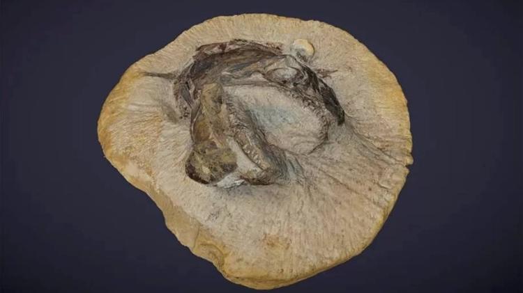 O Pachycormus - STEVEN DEY OF THINKSEE3D/BBC - STEVEN DEY OF THINKSEE3D/BBC