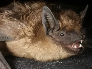Por que descobertas sobre morcego com pênis gigante são importantes?