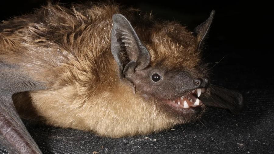 O morcego-hortelão-escuro tem um sistema de reprodução que espantou cientistas