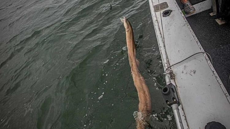 Animal fisgado por pescador na Austrália tinha cerca de 2,7 metros