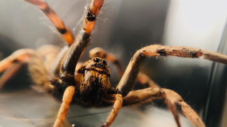 Aranha lobo (Lycosidae)