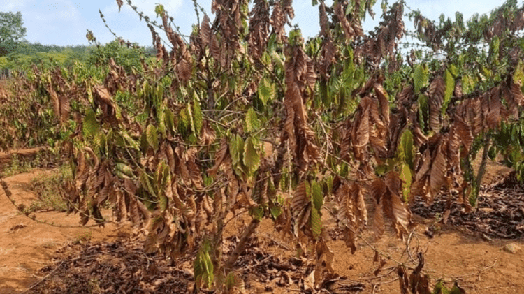 Pé de café no Vietnã. Lavouras têm sofrido com seca histórica, que pode prejudicar ainda mais mercado cafeeiro no mundo todo