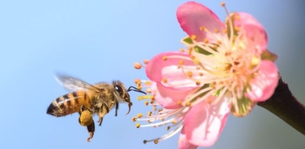 A importância das abelhas na presença de nutrientes nos alimentos é algo recentemente descoberto - GETTY IMAGES