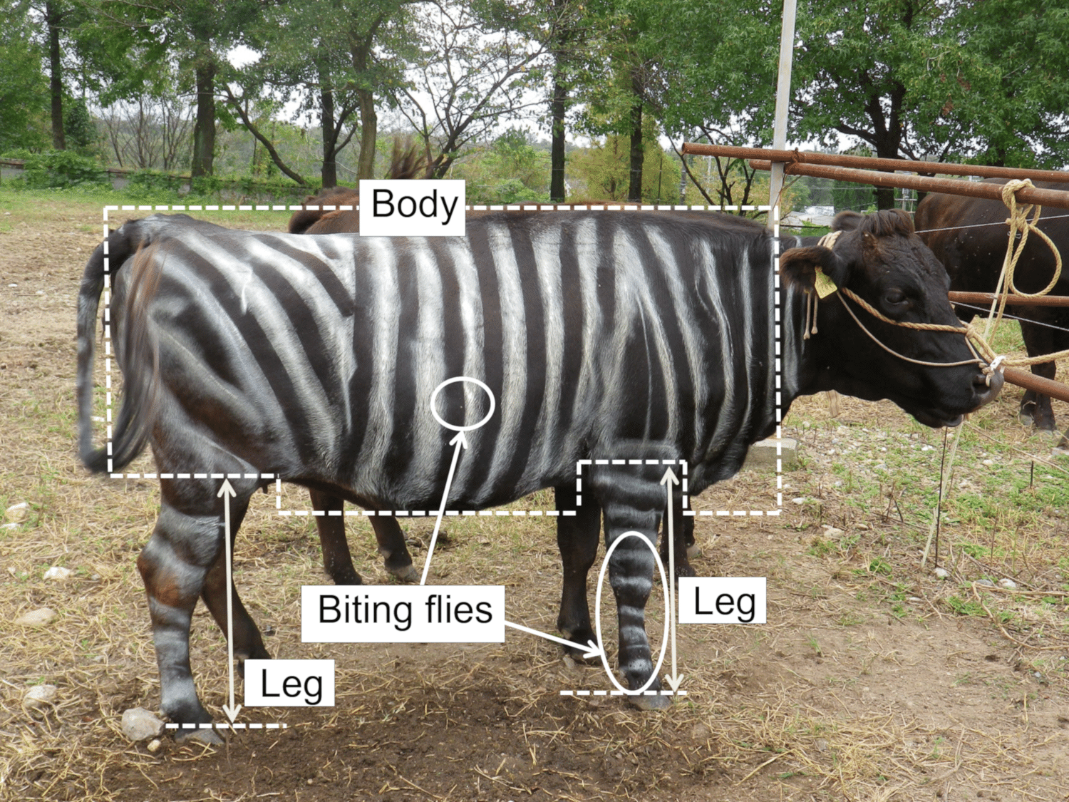 Cientistas Do Japao Pintam Listras De Zebra Em Vacas Para Afastar Moscas 09 10 2019 Uol Noticias