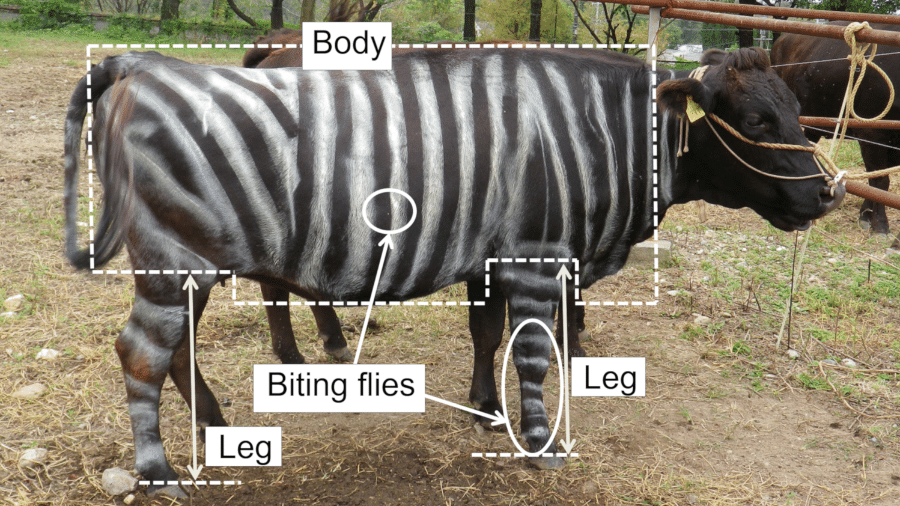 Vacas são pintadas com listras de zebra em pesquisa - Divulgação