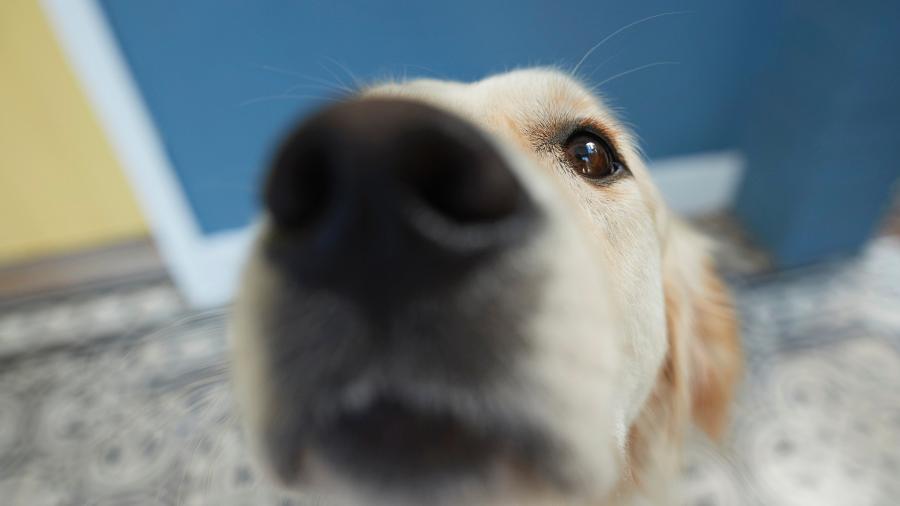 Imagem mostra cachorro bem de perto: cães podem identificar o novo coronavírus - Getty Images