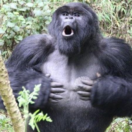Golpes no peito podem ser ouvidos a um quilômetro de distância e são uma forma de comunicação e identificação. - Dian Fossey Gorilla Fund PA Wire