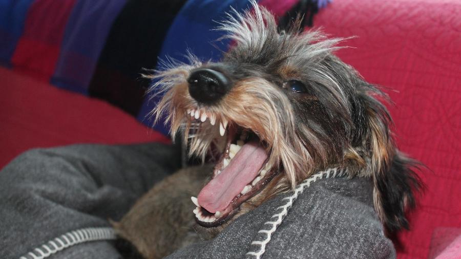 De acordo com estudo, cães pequenos são mais propensos de iniciar uma briga - Pixabay