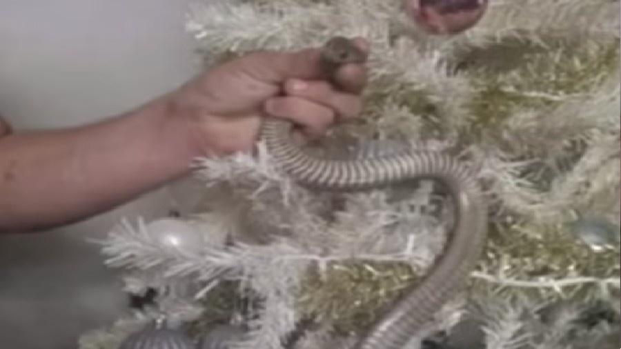 Família encontra cobra marrom escondida entre os enfeites da árvore de Natal - Reprodução