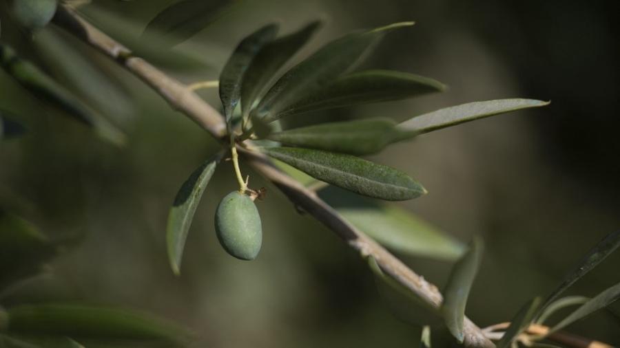 Oliveira em Fuerte del Rey, sudeste da Espanha; país, que é maior produtor de azeite do mundo, enfrenta seca extrema - PIERRE-PHILIPPE MARCOU/AFP