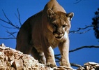 Leão da montanha mata jovem e fere gravemente rosto de adolescente nos EUA (Foto: Reprodução/Wikipedia)