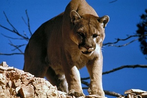 Leão da montanha mata jovem e fere gravemente rosto de adolescente nos EUA (Foto: Reprodução/Wikipedia)