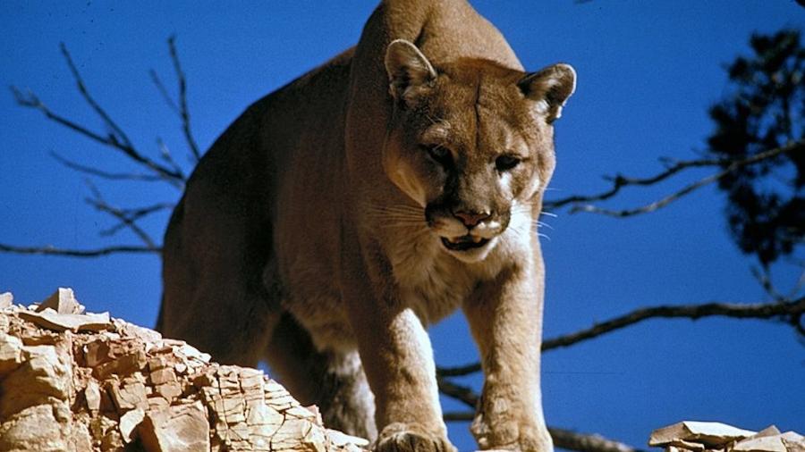 Também conhecido como onça-parda e puma concolor, o leão da montanha chega a medir até 155 centímetros de comprimento, sem a cauda, e pode pesar até 72 quilos