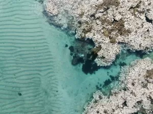 Calor recorde do oceano embranquece corais de Maceió: 'Estão morrendo'