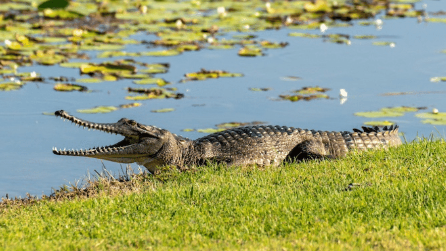 Crocodilo-de-água-doce: espécie de sapo causou a morte de boa parte da população na Austrália