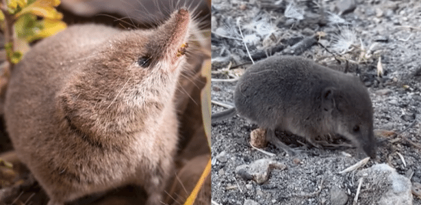 Mamífero raro é fotografado pela primeira vez: 'Tamanho de um inseto'