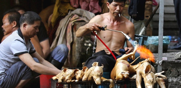 Açougueiro grelha cães abatidos em mercado de carne de cachorro em Yulin - 