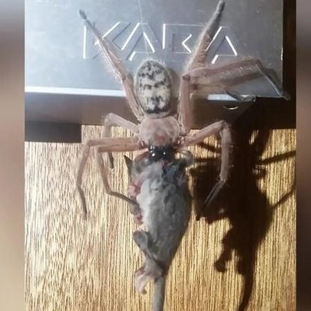A aranha que comeu um gambá-pigmeu na Austrália - Justine Latton