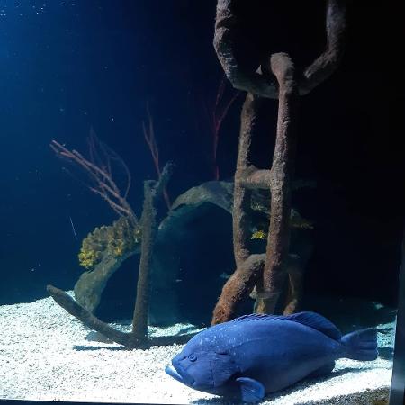 G1 - Artista russo cria menor aquário do mundo - notícias em