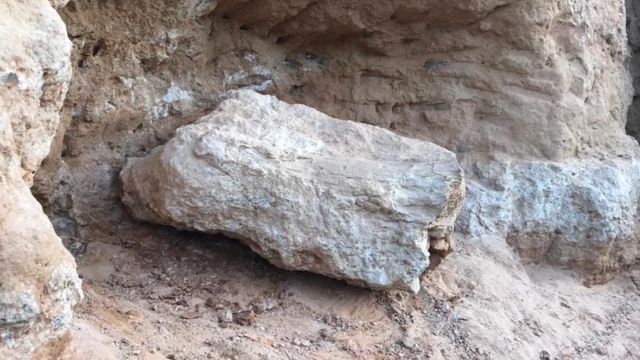 Fóssil de dinossauro paralisou obras por dois meses - Divulgação/ARTESP