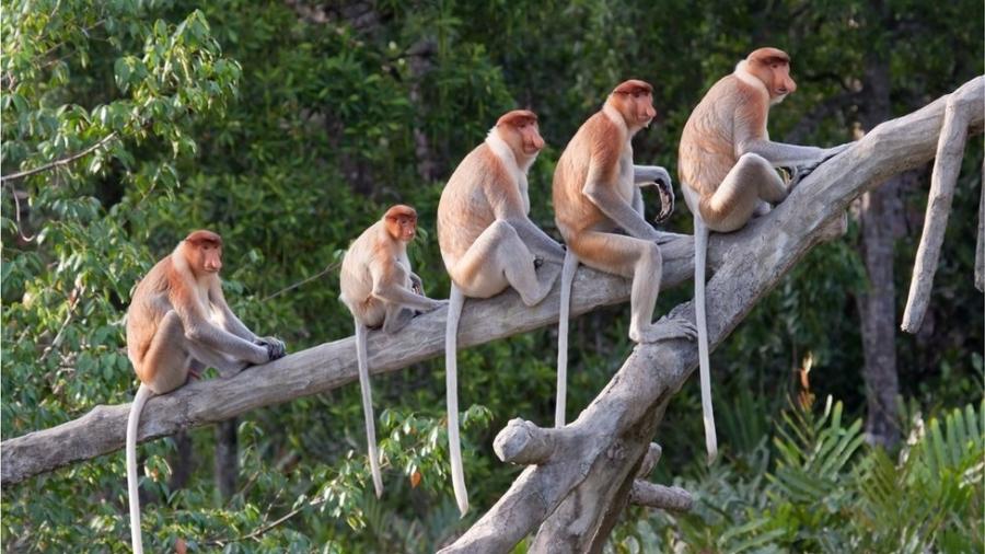 Os macacos têm rabo, ao contrário dos humanos e dos grandes símios - Getty Images