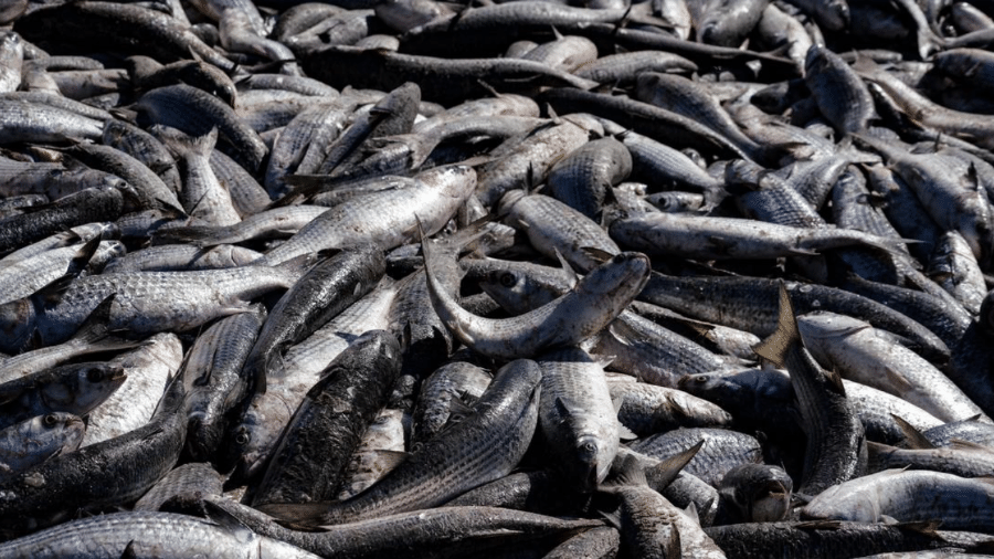 A pesca da tainha é considerada um dos maiores desafios da gestão pesqueira no Brasil A pesca da tainha é considerada um dos maiores desafios da gestão pesqueira no Brasil
