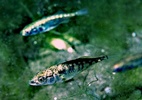 Imagem ilustrativa de peixes em habitat de água doce e salgada