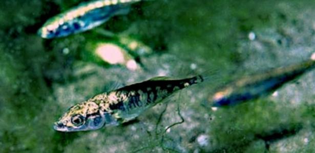 Como o tsunami de 2011 fez surgir peixes híbridos raros no Japão