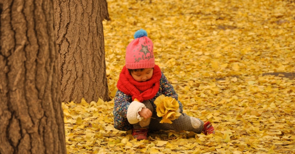 17.nov.2015 - Uma criança brinca entre árvores de ginkgo em uma estrada perto da Residência de Hóspedes do Estado de Diaoyutai, em Pequim, na China