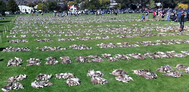 Foto de arquivo mostra resultado de uma das caçadas anuais a coelhos no Alexandra Lions Club em 2011 - Divulgação/NZ Hunting And Shooting