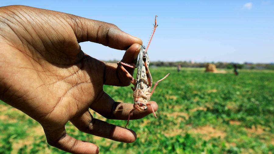 Um menino somali segura um gafanhoto do deserto - Feisal Omar/Reuters