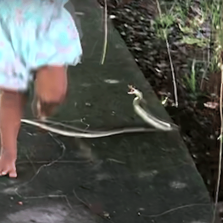 Menina de 5 anos escapa de cobra venenosa - Viral Press