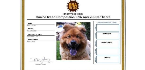 Pastor Inglês - Teste DNA Raça Cães